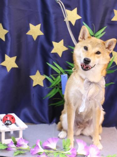 20230727ももちゃん